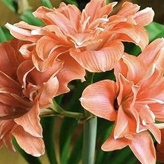 Graines d'amaryllis 200 pièces graines de fleurs mélangées fraîches naturelles sans ogm accessoires
