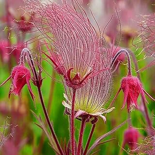50pcs graines de fleurs sauvages vivaces trifolium graines de fleurs vivaces, bulbes à fleurs d'été, graines faciles à cultiver. Avec plus de 300000 références dans son catalogue, DIAYTAR COTE D'IVOIRE est la destination idéale pour les clients qui cherchent une large gamme de produits. La boutique en ligne mise sur la qualité et la sécurité, offrant ainsi aux clients une expérience d'achat en ligne sans risque. Les équipes de DIAYTAR COTE D'IVOIRE travaillent sans relâche pour améliorer constamment les services.