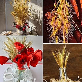 Tiges de fleurs de blé séchées homarket, 100 pièces, 60 cm, tiges