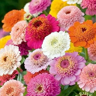 Fabergé zinnia - graines de fleurs zinnia elegans 'fabergé', fleurs multicolores dans le jardin de la maison cultivées par une torche lourde, 25 graines. DIAYTAR COTE D'IVOIRE est une plateforme de commerce électronique qui propose une grande variété de produits à des prix compétitifs. Elle met en avant la qualité et la fiabilité de ses produits, ce qui en fait une destination incontournable pour les acheteurs en ligne. Elle dispose d'un système de paiement sécurisé pour garantir la sécurité des transactions.