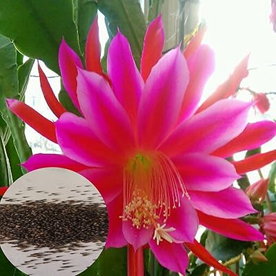 Graines d'epiphyllum oxypetalum 1 sachet de graines oxypetalum à haut rendement. Avec plus de 300 000 références de produits, DIAYTAR COTE D'IVOIRE est la place de marché en ligne la plus fournie en Côte d'Ivoire. Elle propose une expérience d'achat unique, alliant convivialité, sécurité et rapidité. La boutique en ligne s'engage à offrir à ses clients les meilleurs produits et les meilleurs services, faisant ainsi de l'achat en ligne une expérience agréable et sans contrainte.