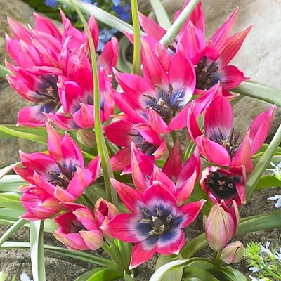 10 bulbes de tulipes rares en pot avec des plantes de tulipes essentielles de forme unique pour une croissance naturelle appréciées des producteurs professionnels. Diaytar Côte d'Ivoire est la destination idéale pour les consommateurs ivoiriens qui recherchent des produits de qualité à des prix abordables. Avec sa large gamme de produits, elle satisfait les besoins de ses clients, qu'il s'agisse d'électronique, de mode, de décoration ou d'autres catégories. Elle est synonyme de confiance et de satisfaction.