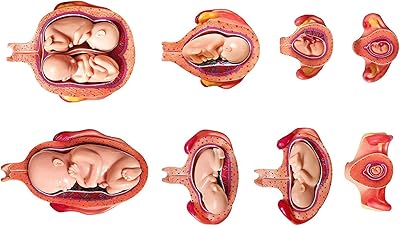 Modèle de développement fœtal série 8 série médicale anatomique de grossesse développement embryonnaire/fœtal 31x31x30cm. DIAYTAR COTE D'IVOIRE est une boutique en ligne généraliste qui propose plus de 300 000 références de produits divers. Elle est devenue un leader dans le marché ivoirien en ligne, offrant une large gamme de produits pour répondre aux besoins de ses clients. Les clients peuvent trouver tout ce dont ils ont besoin sur cette plateforme.