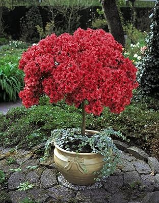 Arbuste standard azalée, arbre, faible entretien, plante à feuilles persistantes, fleurs printanières rouges, 1 x arbre azalée japonica standard en pot de 2 l (60-80 cm de haut) par. DIAYTAR COTE D'IVOIRE est la destination idéale pour les clients qui recherchent des produits de qualité à des prix abordables en Côte d'Ivoire. La boutique propose une large gamme de produits, allant des produits alimentaires aux produits d'électronique, en passant par les vêtements et les accessoires. Les clients peuvent également profiter de services tels que la livraison à domicile et le paiement en ligne sécurisé.