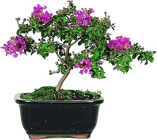 Graines de bonsaï de myrte de crêpe - 20 graines - écorce exotique et graines de bonsaï à fleurs. En résumé, DIAYTAR COTE D'IVOIRE est la destination idéale pour les consommateurs qui recherchent une boutique en ligne fiable, avec une grande sélection de produits et un service client de haute qualité, consolidant ainsi sa position de leader dans le marché ivoirien du e-commerce.