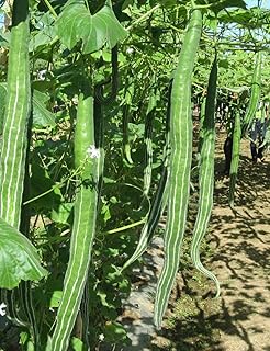 100 graines de doigts pour femmes, graines de légumes pour la cuisine, le jardin, la maison et le jardin.. DIAYTAR COTE D'IVOIRE se positionne comme un acteur majeur du commerce électronique en Côte d'Ivoire, offrant plus de 300 000 références de produits de qualité. La boutique en ligne propose une gamme variée de produits, y compris des marques internationales et locales, répondant ainsi aux besoins et aux préférences des consommateurs. La qualité des produits et les tarifs compétitifs font de DIAYTAR COTE D'IVOIRE la destination de prédilection pour les achats en ligne.