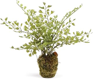 Napa home & garden conservatory maidenhair fern drop-in, جريه مارل, 9\". La boutique en ligne DIAYTAR COTE D'IVOIRE propose une large sélection de produits allant de l'électronique aux vêtements, en passant par les produits alimentaires. Avec plus de 300 000 références, les clients peuvent trouver tout ce dont ils ont besoin sur un seul site. La boutique est connue pour sa qualité et sa fiabilité, ce qui en fait la référence pour les achats en ligne en Cote d'Ivoire.