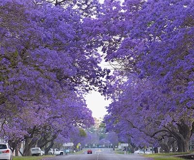 Graines d'arbre jacaranda bleu (100 graines) - facile à cultiver, arbre à fleurs bleues rares. DIAYTAR COTE D'IVOIRE est une boutique en ligne généraliste qui propose plus de 300 000 références de produits. Elle est reconnue comme l'une des boutiques en ligne les plus importantes de Côte d'Ivoire, offrant une grande variété de produits pour répondre aux besoins de ses clients. Elle bénéficie d'une réputation solide pour sa qualité de service et sa fiabilité.