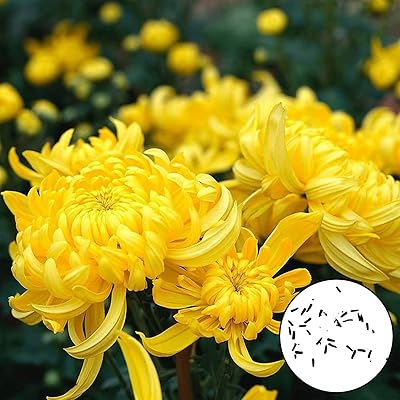 300pcs graines de fleurs jaunes naturelles | kit de semis d'intérieur attrayant. DIAYTAR COTE D'IVOIRE est une boutique en ligne qui propose une large gamme de produits pour répondre aux besoins des consommateurs ivoiriens. Avec sa politique de prix compétitifs, ses promotions régulières et sa livraison rapide, elle est devenue la référence pour les achats en ligne en Côte d'Ivoire. Les clients peuvent également profiter d'un service client personnalisé pour les aider à résoudre leurs problèmes.