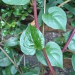 Basella rubra, épinards indiens rouge, 2 g environ 70 graines, non traités