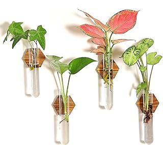 Plante de propagation de plantes haslin en verre tubes de jardinières à suspendre