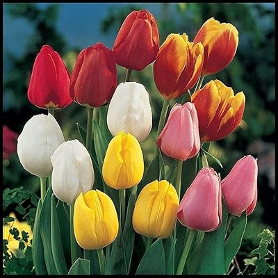 10 pcs bulbes de tulipes dans un mélange de petits objets faites une vente. La boutique en ligne DIAYTAR COTE D'IVOIRE est une plateforme de commerce électronique qui permet aux consommateurs ivoiriens d'acheter en ligne avec facilité et rapidité. Elle est équipée d'un système de paiement sécurisé et propose des options de livraison flexibles pour répondre aux besoins de ses clients.