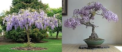 Arbre africain wisteria bolusanthus speciosus 15+ graines royaume-uni hardy bonsai. La boutique en ligne DIAYTAR COTE D'IVOIRE est une référence pour les consommateurs ivoiriens. Avec plus de 300000 références, elle propose une grande variété de produits pour tous les goûts et les besoins. La qualité des produits et le service client sont les priorités de cette boutique en ligne.