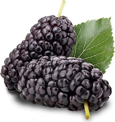 200 pièces graines de mûrier juteux délicieux fruits de mûrier noir jardinage buisson arbre bricolage maison jardin graines de mûre pour la plantation. DIAYTAR COTE D'IVOIRE est une boutique en ligne généraliste qui propose plus de 300000 références de produits divers, faisant d'elle le leader du marché ivoirien. Avec une gamme de produits très large, DIAYTAR COTE D'IVOIRE répond aux besoins de tous les consommateurs. Elle offre une expérience d'achat en ligne facile et fiable.