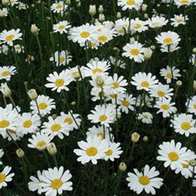 50pcs graines de pyrethrum cinnerarifolium fleurs à planter