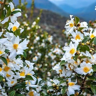 Graines de fleurs, 5 pièces/sac graines de camellia sinensis parfumées à haute germination