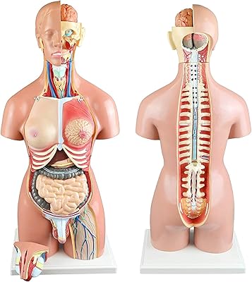 Modèle de torse du corps humain 55 cm double en 22 parties