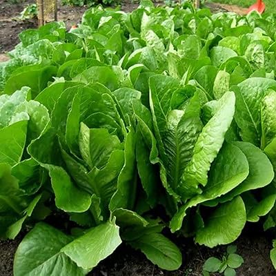 100pcs sac graines de laitue romaine tige épaisse naturelle légumes