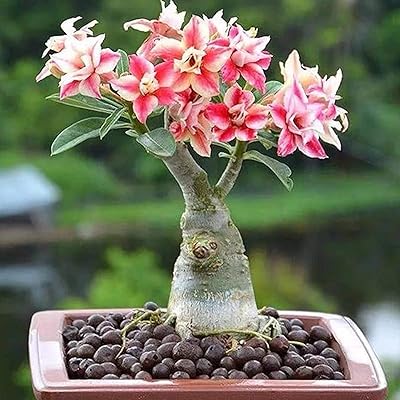 100pcs / sac graines d'adenium obesum sans ogm facile à cultiver type mixte graines de rose du désert d'adenium obesum pour le jardin. En choisissant DIAYTAR COTE D'IVOIRE, vous optez pour la facilité, la rapidité et la sécurité dans vos achats en ligne. Nous nous engageons à améliorer constamment nos services pour vous offrir une expérience client exceptionnelle.