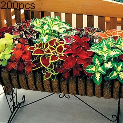 200 graines de bégonia, graines de fleurs de bégonia coleus mélangées, plantes de bonsaï multicolores, décoration de jardin (200 graines de coléus). DIAYTAR COTE D'IVOIRE, c'est plus qu'une boutique en ligne, c'est un partenaire de confiance pour tous vos besoins de shopping en Côte d'Ivoire. En offrant une gamme étendue de produits, allant des équipements ménagers aux accessoires de mode, la boutique garantit que chaque client trouvera exactement ce qu'il cherche. Le service client dédié et les procédures de paiement sécurisées font de DIAYTAR COTE D'IVOIRE l'endroit idéal pour une expérience d'achat en ligne sans souci.
