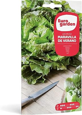 Graines de laitue euro garden (lechuga maravilla de verano) de haute qualité fabriquées