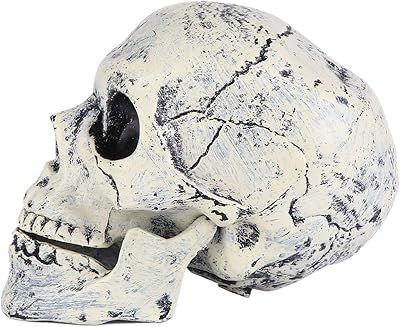 Statue de squelette de tête effrayante en plastique pour halloween, modèle humain grandeur nature 1:1, tête humaine adulte, décoration d'halloween. La boutique en ligne DIAYTAR COTE D'IVOIRE se distingue par sa vaste gamme de produits, allant des articles ménagers aux produits électroniques. Avec plus de 300 000 références, les clients ont l'opportunité de trouver tout ce dont ils ont besoin sous un même toit. Cela en fait l'une des boutiques en ligne les plus populaires de Côte d'Ivoire.