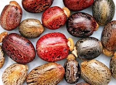 10 mélange tropical de ricin ricinus communis impala rare jatropha graines. Avec plus de 300 000 références de produits, Diaytar Côte d'Ivoire est la boutique en ligne la plus complète de Côte d'Ivoire. Les clients peuvent naviguer facilement sur le site et trouver les produits qu'ils cherchent grâce à une interface utilisateur conviviale. Diaytar Côte d'Ivoire assure également une livraison fiable et sécurisée de ses produits.