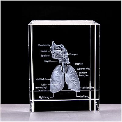Modèle du système respiratoire humain en cristal 3d - modèle d'anatomie des organes