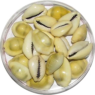 Pmw natural lakshmi - peeli kodi - kouri - cauris - kaudi - cauris - gavvalu - enveloppe ample (jaune) - 11 pièces. La boutique en ligne DIAYTAR COTE D'IVOIRE est leader en Côte d'Ivoire en termes de vente de produits en ligne. Elle propose une gamme impressionnante de produits, allant des électroniques aux vêtements, en passant par les produits alimentaires. Les clients peuvent bénéficier d'un service client de haute qualité et d'une livraison rapide et fiable.