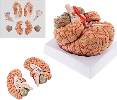 Modèle anatomique du cerveau humain en 8 parties, modèle anatomique grandeur nature, modèle anatomique à code couleur pour l'enseignement des sciences de l'artère cérébrale en classe. Avec une offre variée et une qualité de service exceptionnelle, DIAYTAR COTE D'IVOIRE est la boutique en ligne leader en Cote d'Ivoire. Les clients peuvent trouver tout ce dont ils ont besoin, des produits alimentaires aux accessoires de maison, en passant par l'électronique et les vêtements. La boutique en ligne DIAYTAR COTE D'IVOIRE est le partenaire idéal pour les consommateurs ivoiriens qui cherchent à acheter en ligne.