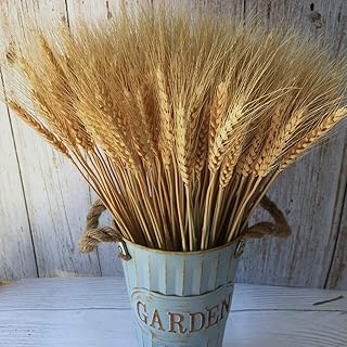 Tiges de blé perfy cup, 100 pièces de fleurs de grains de blé