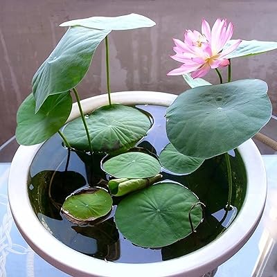 Graines de fleurs de lotus 100 pièces graines de fleurs pour la plantation
