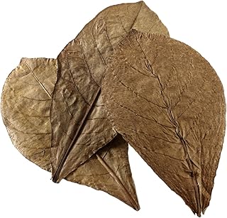 Feuilles d'amandier nano-indiennes pour aquariums, 12 pièces de hobby