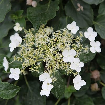 Graines d'arbustes grimpants hortensia petiolaris plantes de jardin à fleurs fleurs blanches idéales pour les bordures de jardins de chalets, en pots et conteneurs de terrasse (1 pot de 2 litres). La boutique en ligne DIAYTAR COTE D'IVOIRE s'attache à offrir une expérience de shopping personnalisée et agréable à ses utilisateurs. Elle combine une grande sélection de produits avec des services de support client dédiés, ce qui renforce la confiance de sa clientèle. Grâce à sa présence en ligne, elle est accessible à tout moment.