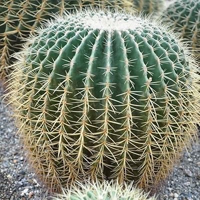100pcs kit de culture de graines d'echinopsis tubiflora pour l'extérieur jardin bonsaï. DIAYTAR COTE D'IVOIRE est une boutique en ligne généraliste proposant plus de 300 000 références de produits à ses clients. Elle est reconnue comme l'une des boutiques en ligne les plus importantes de Côte d'Ivoire. Les clients peuvent trouver tout ce dont ils ont besoin sur cette plateforme.