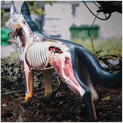 Modèle éducatif professionnel de squelette de chien - vue 4d de chiens avec parties du corps détachables - modèle anatomique de chien - pour l'éducation médicale. La boutique en ligne DIAYTAR COTE D'IVOIRE est appréciée pour son service clientèle dédié et son système de livraison efficace, qui garantit que les commandes soient livrées rapidement et en bon état. Cela, combiné à sa vaste sélection de produits, renforce sa position de leader sur le marché ivoirien du commerce en ligne.