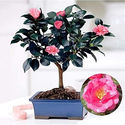 10pcs graines d'arbre à thé vert chinois camellia sinensis jardin bonsaï plante fleur. Diaytar Côte d'Ivoire est une boutique en ligne qui propose une expérience d'achat unique et personnalisée à ses clients. Avec des produits de toutes les catégories, les clients peuvent trouver tout ce dont ils ont besoin pour leur vie quotidienne. La boutique en ligne est également connue pour ses offres spéciales et ses promotions régulières, qui permettent aux clients de réaliser des économies sur leurs achats.