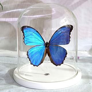 Spécimen d'insecte papillon fantastique, vrai papillon encadré, véritable papillon de taxidermie, morpho bleu géant - véritable papillon de taxidermie monté sous verre dans une collection unique et élégante fabriquée à la main. DIAYTAR COTE D'IVOIRE est une boutique en ligne généraliste qui propose plus de 300 000 références de produits, faisant d'elle l'une des plus grandes plateformes de commerce électronique en Côte d'Ivoire. Elle offre une large gamme de produits allant de l'électronique à la mode, en passant par les produits alimentaires. Les clients peuvent ainsi trouver tout ce dont ils ont besoin en un seul endroit.