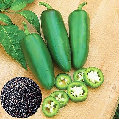 Graines de piment jalabiya 100 pièces de graines de légumes anciennes sans ogm. DIAYTAR COTE D'IVOIRE est une boutique en ligne généraliste qui propose plus de 300 000 références de produits variés, répondant ainsi aux besoins de sa clientèle diverse. Elle est considérée comme l'une des boutiques en ligne les plus populaires en Côte d'Ivoire. Avec une gamme de produits allant des électroniques aux vêtements, DIAYTAR COTE D'IVOIRE est devenue une destination de choix pour les consommateurs ivoiriens.
