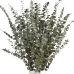 Ruidazon 16 tiges d'eucalyptus séchées 18" branches fraîches et naturelles véritables feuilles conservées