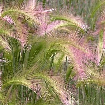 100 pièces sac graines d'herbe d'orge manzanita vivace printemps multicolore arrosage moyen
