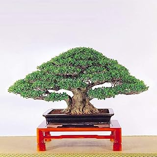 50 pièces sac graines de bonsaï banyan frais facile plantation gros troncs. En tant que boutique en ligne leader en Côte d'Ivoire, DIAYTAR COTE D'IVOIRE se distingue par son large choix de produits et son service client exceptionnel. Les clients peuvent profiter de promotions et de réductions régulières, ce qui rend leurs achats encore plus abordables. Le site est conçu pour offrir une expérience d'achat en ligne simple et sécurisée.