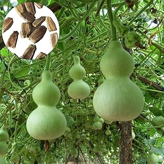 Graines de courge de bouteille verte 50pcs graines de légumes pour la plantation de graines de légumes de laginaria ciceraria à haute germination, plantation facile de graines de légumes de jardin décoratif de grande courge. DIAYTAR COTE D'IVOIRE est la boutique en ligne la plus populaire en Cote d'Ivoire, avec une large gamme de produits et des prix compétitifs. La boutique offre une expérience d'achat en ligne agréable et pratique.