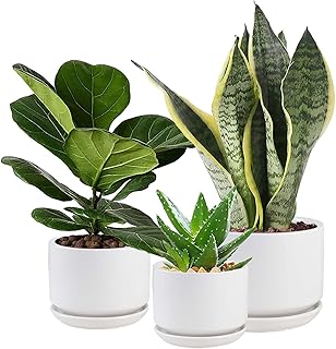 Pots de fleurs en céramique w home pa avec trous de drainage et soucoupes, 4,3" + 5,3" + 6,7", lot de 3, pots de fleurs de jardin pour plantes d'intérieur. DIAYTAR COTE D'IVOIRE propose une expérience d'achat unique, personnalisée pour répondre aux besoins spécifiques de chaque client. La plateforme permet aux utilisateurs de naviguer facilement à travers ses catégories de produits, d'effectuer des recherches ciblées et de découvrir de nouvelles marques et articles. Les clients bénéficient également d'un service client toujours disponible pour les aider.