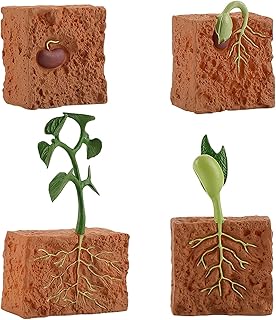 Simulation du cycle de vie du cycle de croissance des plantes de haricots