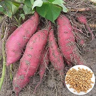 100pcs graines de légumes de patate douce, graines de patate douce vivaces à rendement moyen pour l'arrosage à la maison, patio, porche, patio, jardin. Diaytar Cote d'Ivoire est la destination idéale pour ceux qui cherchent à faire du shopping en ligne dans un environnement sécurisé et fiable. Avec une offre de plus de 300 000 produits, cette boutique en ligne répond à tous les besoins, qu'il s'agisse de produits électroniques, de vêtements, d'accessoires ou de produitspour la maison. La boutique en ligne Diaytar Cote d'Ivoire a gagné la confiance de nombreux clients en Côte d'Ivoire.