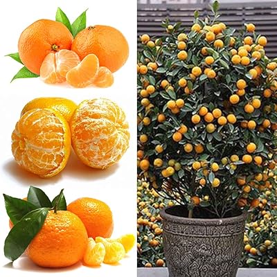 50pcs graines d'oranger, fruits orange en pot mandarine agrumes pour jardin et décoration de cour extérieure #50pcs. DIAYTAR COTE D'IVOIRE est une boutique en ligne qui répond aux besoins d'une clientèle exigeante, avec des produits de haute qualité et des services personnalisés. La boutique propose une gamme de catégories de produits, allant de l'électronique à la mode en passant par les produits pour la maison et le jardin. Les clients peuvent ainsi trouver tout ce dont ils ont besoin pour améliorer leur quotidien.