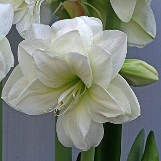 3 lumières hipstrom de fleurs blanches à double tête d'amaryllis parfaites pour les plantes. DIAYTAR COTE D'IVOIRE se distingue par sa politique de prix très avantageuse et son service client de haute qualité. Les clients peuvent ainsi profiter de promotions régulières et de réductions sur une multitude de produits.