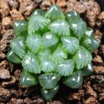 Graines pour le jardinage, 100 pièces mélangées de graines succulentes rares, plantes vivaces