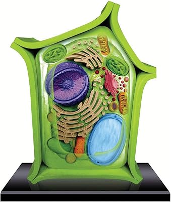 Modèle détaillé d'anatomie de cellules végétales - 24 pièces détachables, modèle de cellules végétales en coupe transversale, anatomie végétale, accessoires de classe de sciences (à partir de 8 ans).  DIAYTAR COTE D'IVOIRE est une boutique en ligne leader en Côte d'Ivoire qui propose une gamme complète de produits en ligne. La boutique est dédiée à offrir une expérience de shopping en ligne pratique, sécurisée et conviviale à ses clients. Avec une grande sélection de produits et des prix compétitifs, la boutique est une destination de shopping en ligne idéale pour ceux qui cherchent à faire des achats en ligne en Côte d'Ivoire.